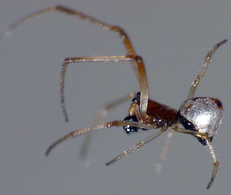 Argyrodes antipodianus