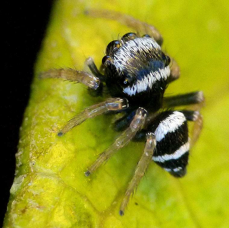Zenodorus sp?