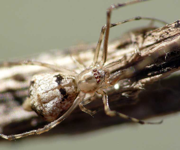 Episinus bicornis Moneta australis