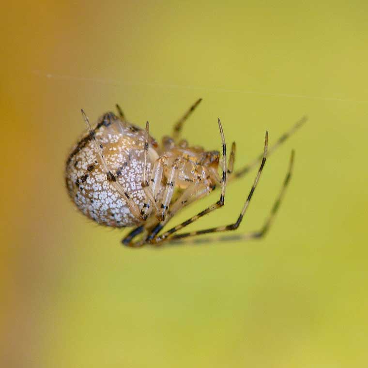Speckled Theridiid