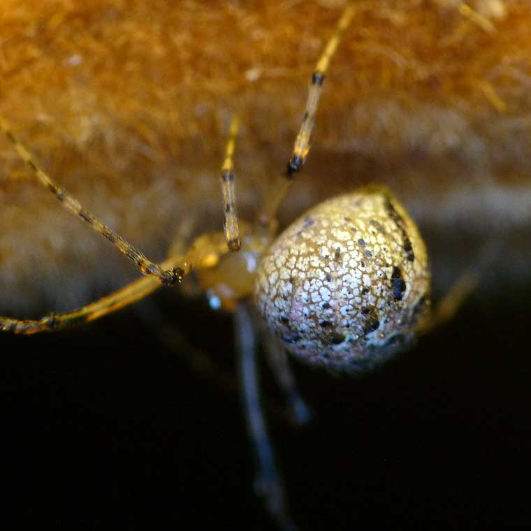 Speckled Theridiid