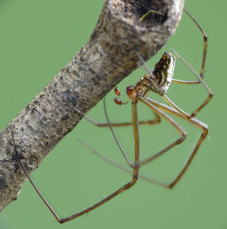 Leucauge granulata