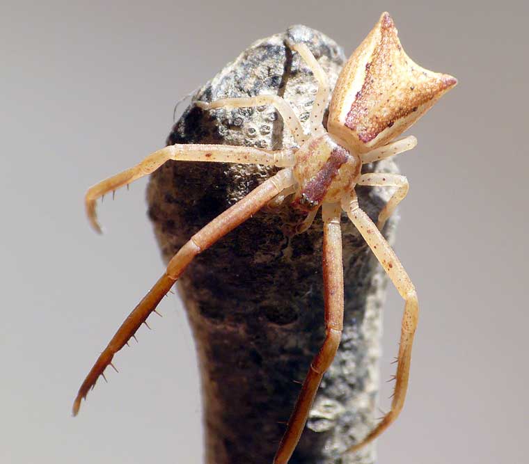 Sidymella trapezia