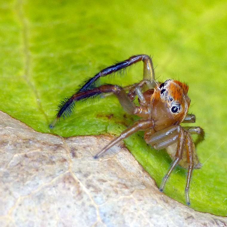 Prostheclina pallida