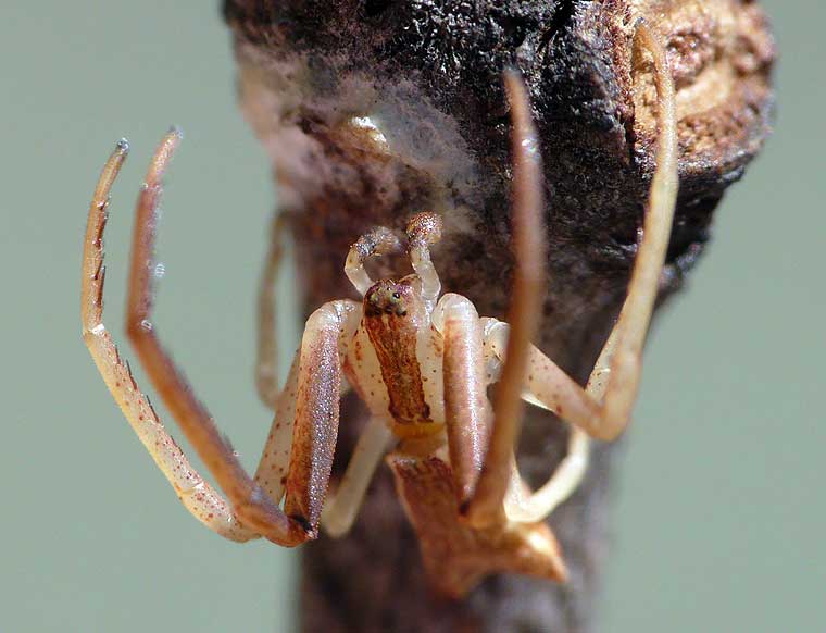 Sidymella trapezia male