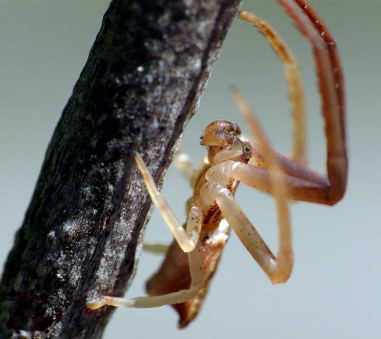 Sidymella trapezia male