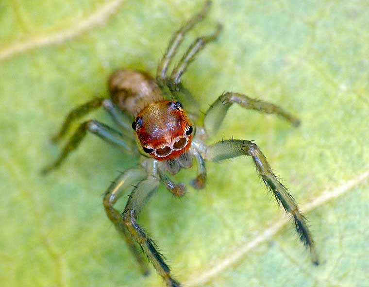 Prostheclina pallida