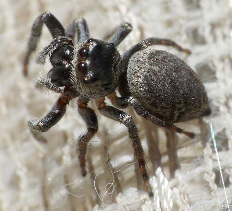 Euryattus bleekeri