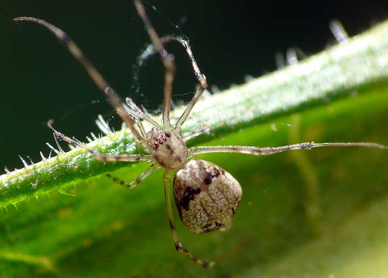 Moneta australis