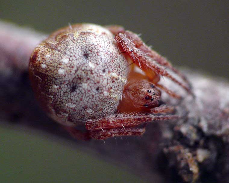 Araneus acuminatus