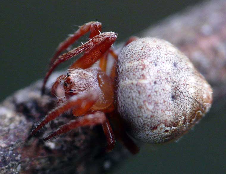 Araneus acuminatus