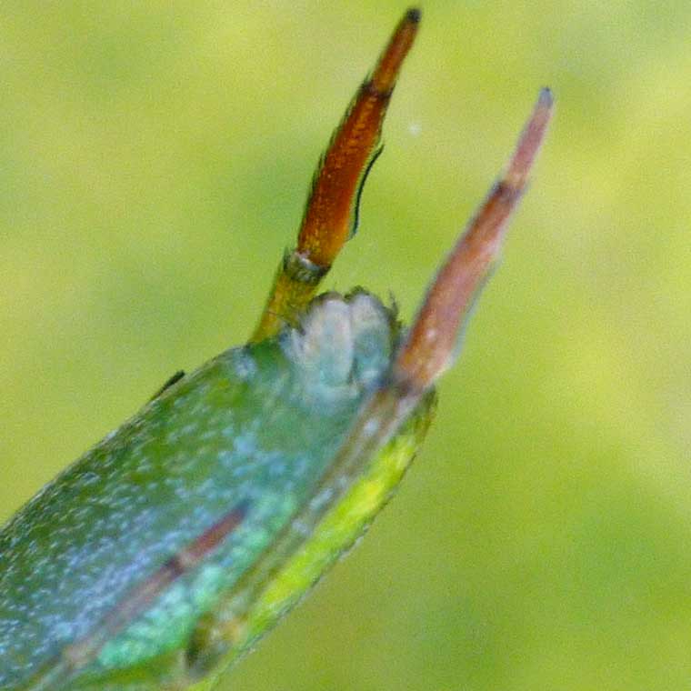 Miagrammopes