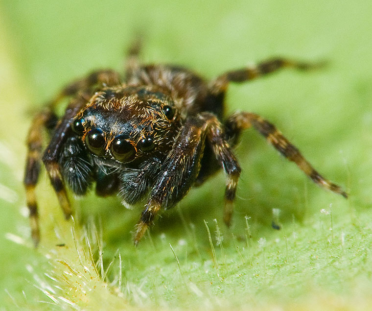 Salticidae undescribed genus sister group of Neon