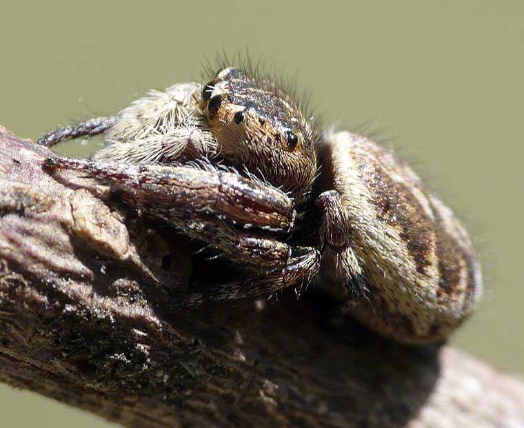 Simaetha thoracica