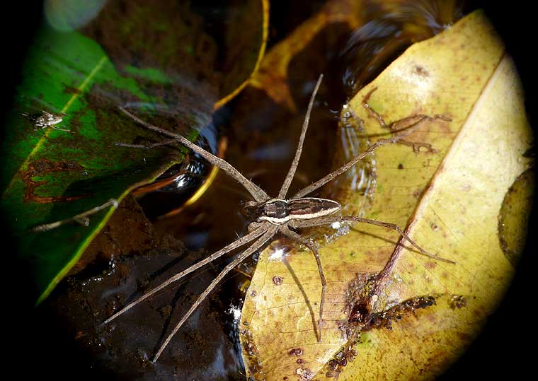 Megadolomedes australianus