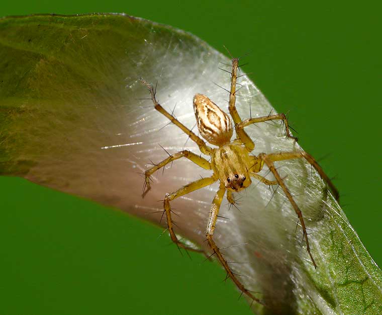 Oxyopes elegans