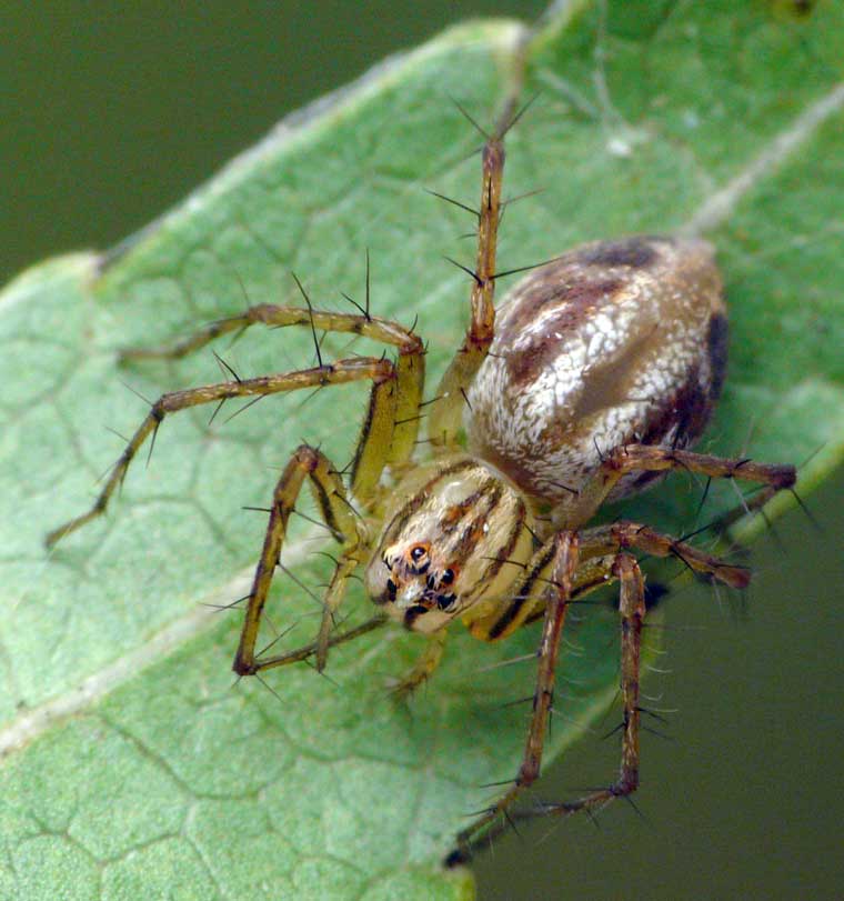 Oxyopes elegans