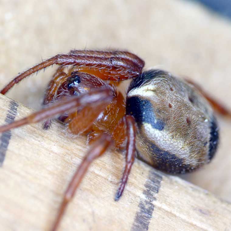 Araneus species