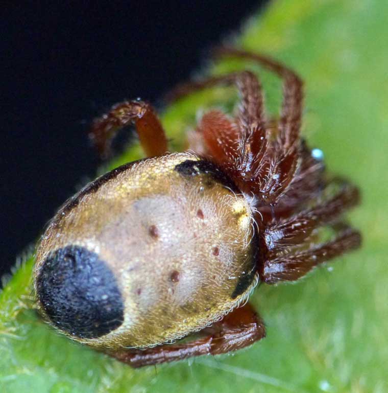 Araneus species