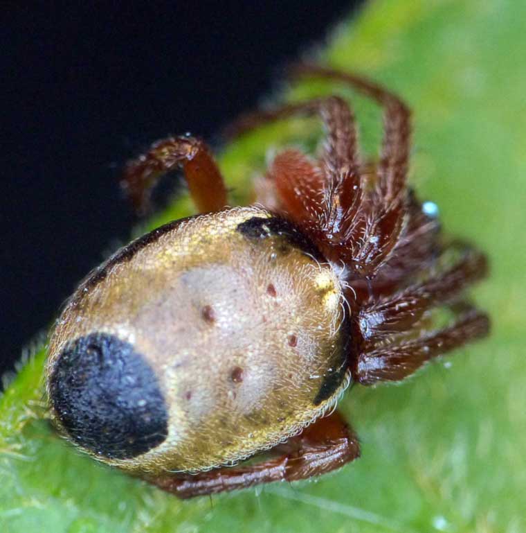 Araneus species