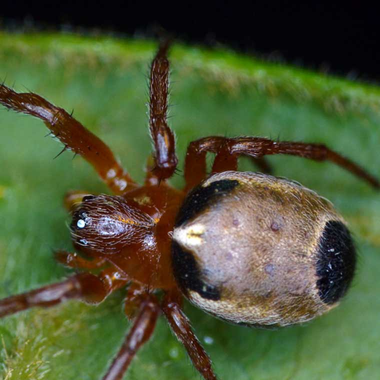 Araneus species