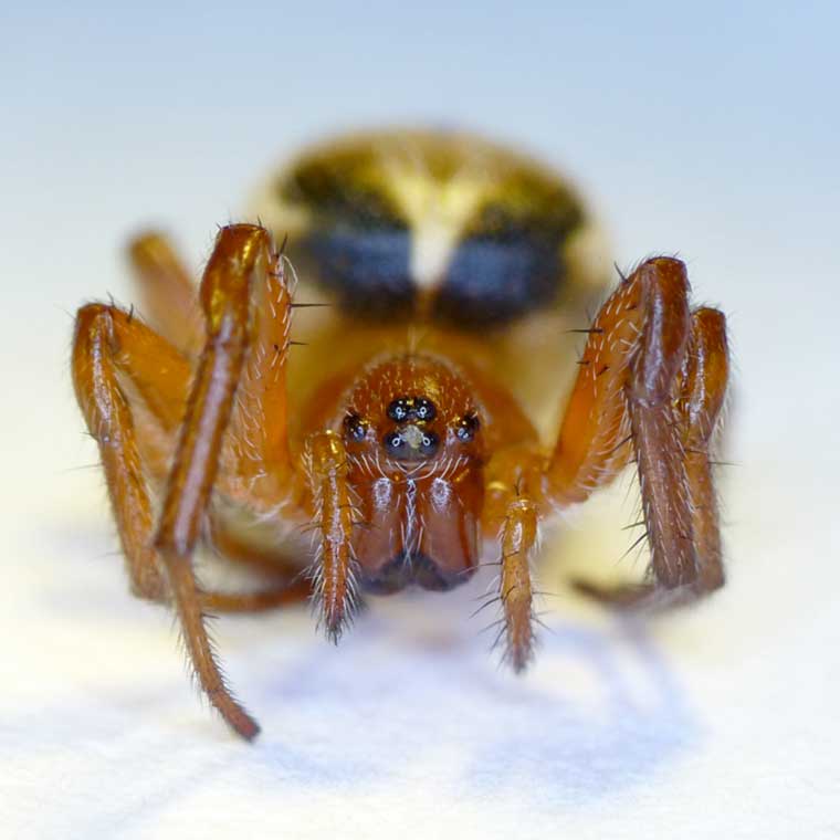 Araneus species