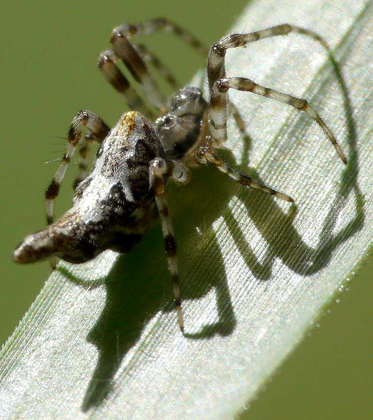 Cyclosa sp