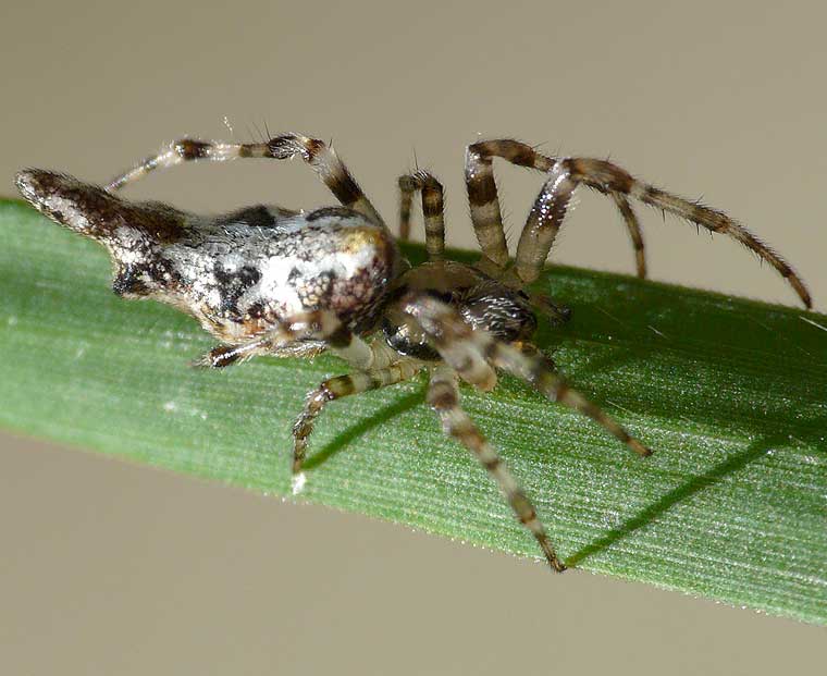 Cyclosa sp