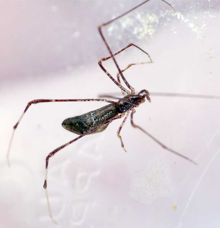 Argyrodes