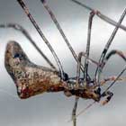 Argyrodes