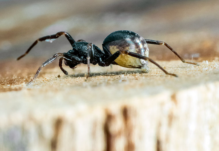 Liocranidae Oedignatha scrobiculata