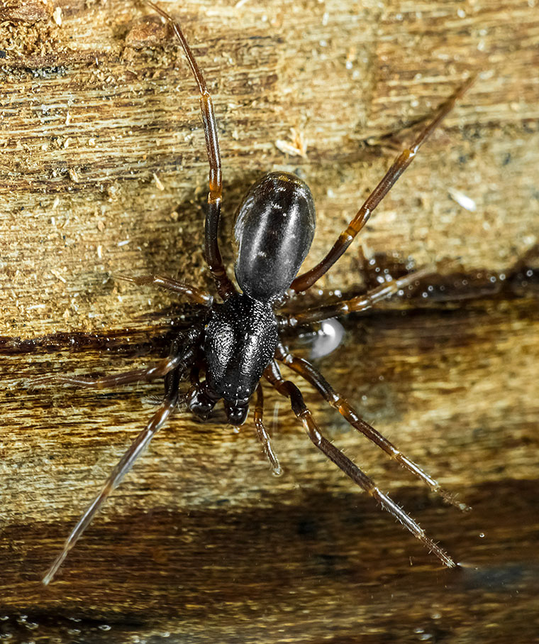 Liocranidae Oedignatha scrobiculata