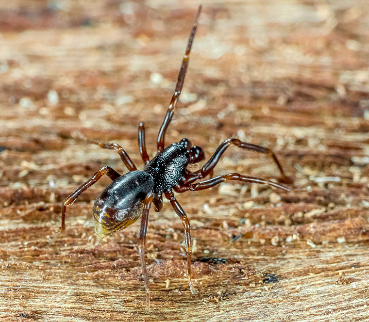 Liocranidae Oedignatha scrobiculata