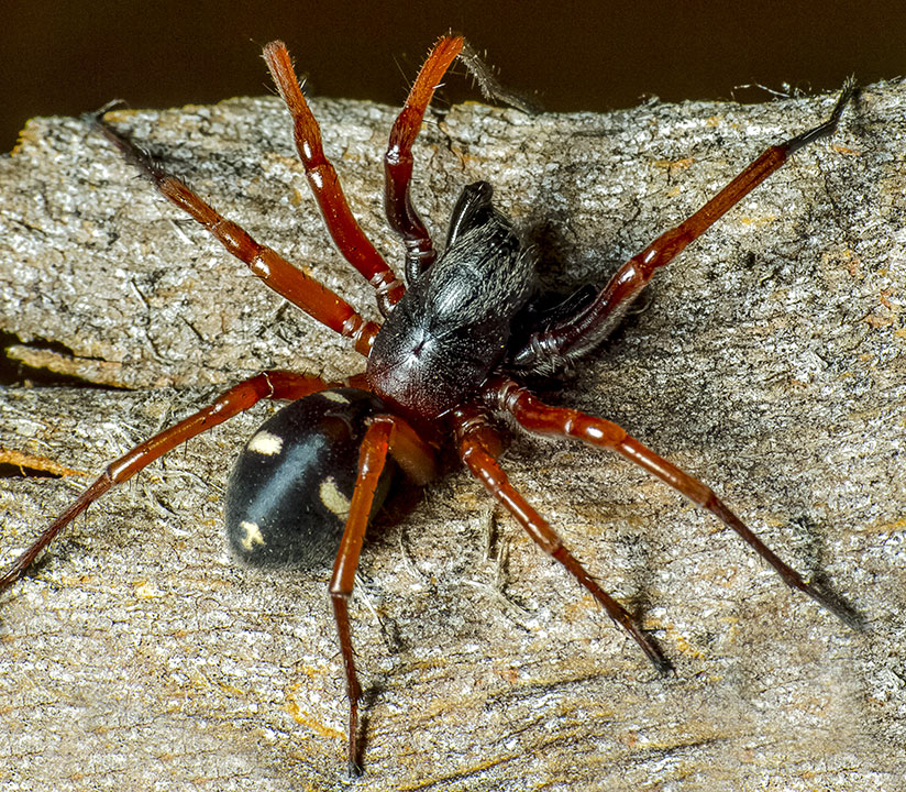 Zodariidae Storena cyanea