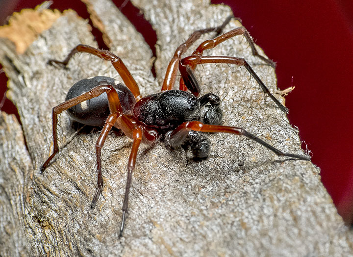 Zodariidae Storena cyanea