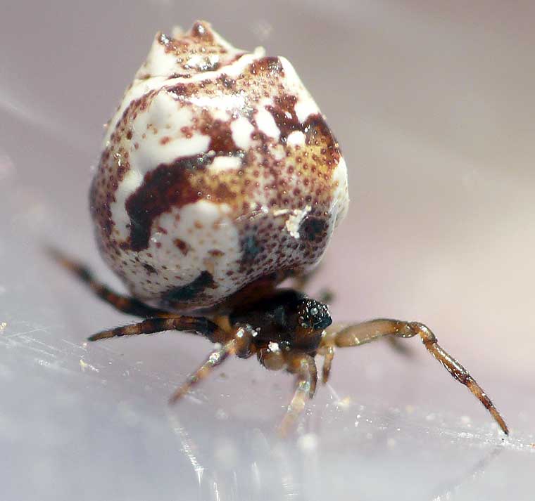 Phoroncidia sextuberculata