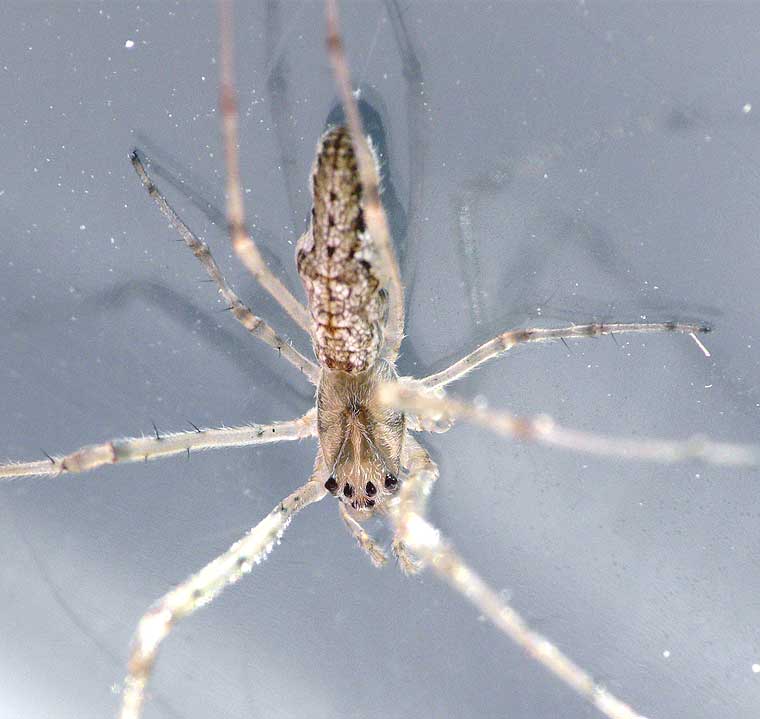 Tetragnatha demissa