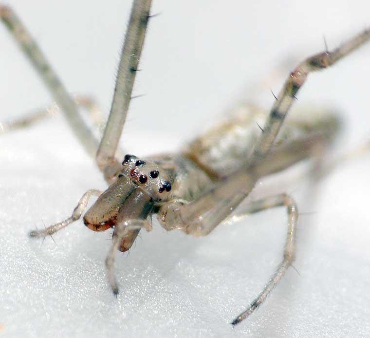 Tetragnatha demissa