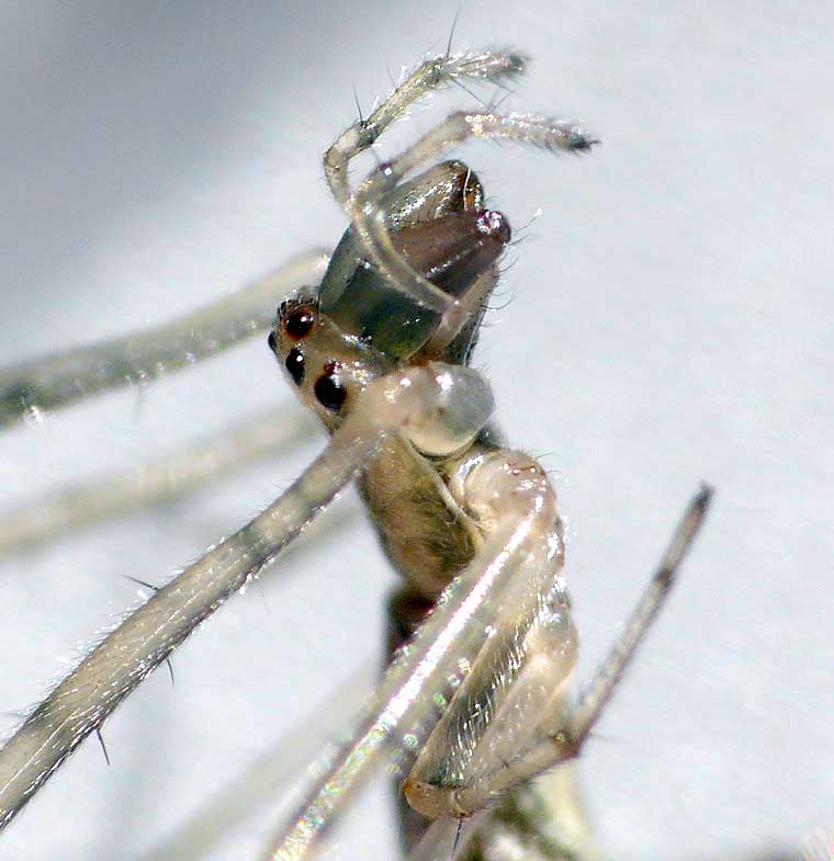 Tetragnatha demissa