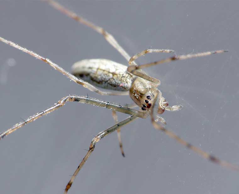 Tetragnatha demissa