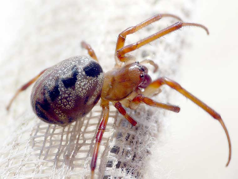 Phonognatha graeffei Leaf Curling Spider 