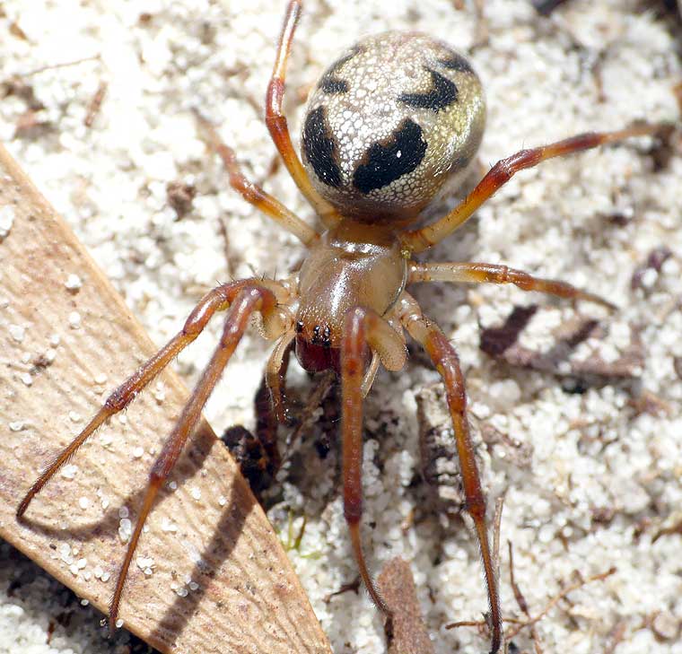 Phonognatha graeffei Leaf Curling Spider 