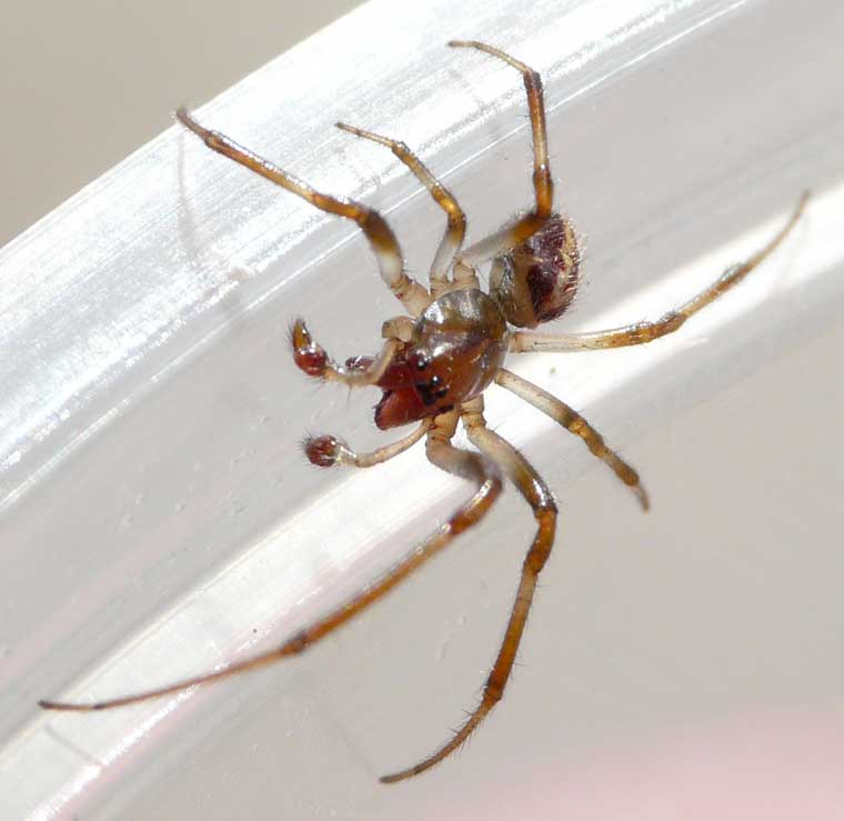 Phonognatha graeffei Leaf Curling Spider 