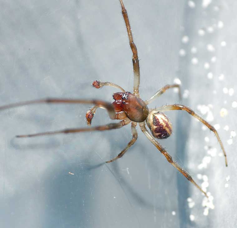 Phonognatha graeffei Leaf Curling Spider 