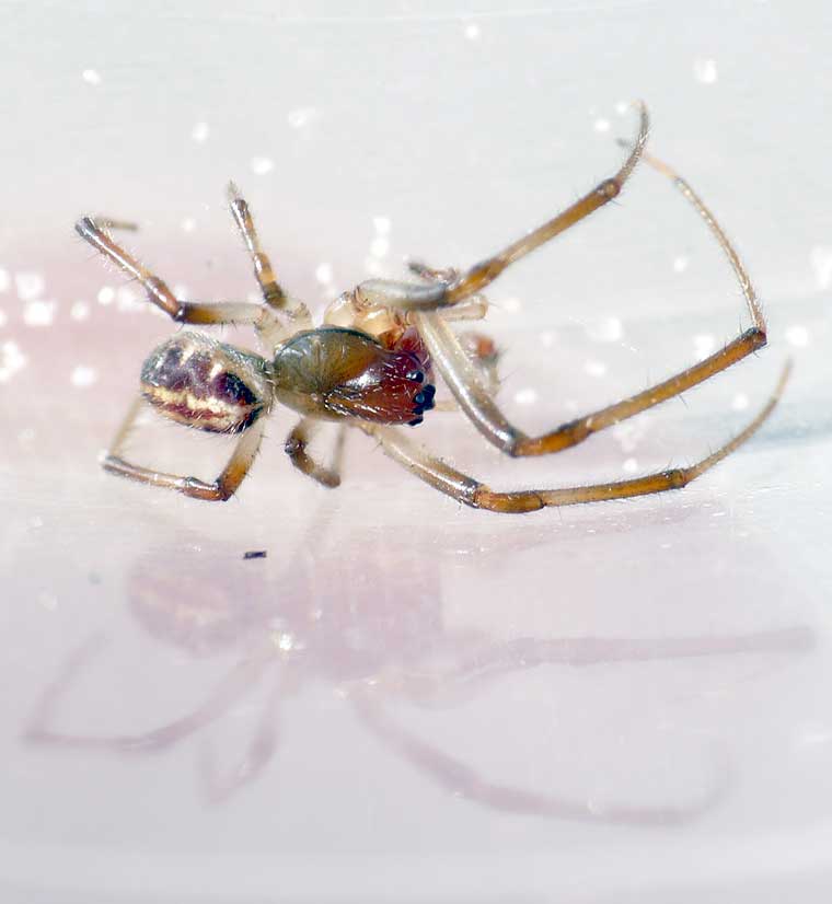 Phonognatha graeffei Leaf Curling Spider 