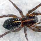 Wolf Spider