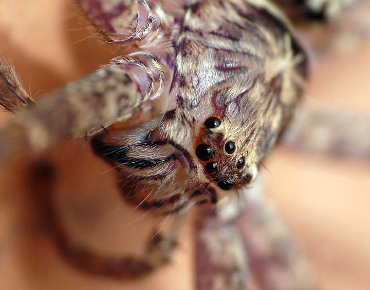 Heteropoda cervina male