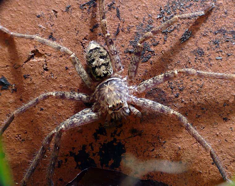 Heteropoda cervina male