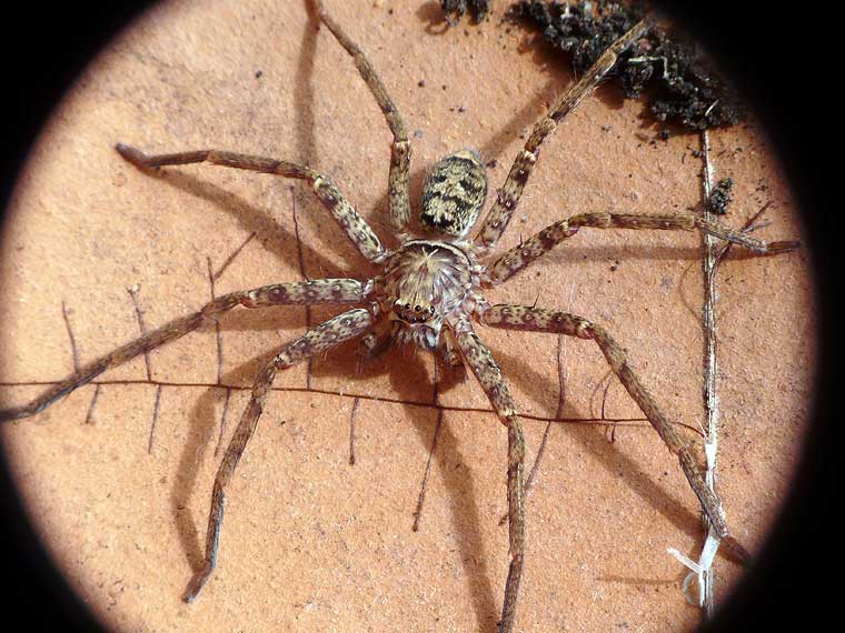 Heteropoda cervina male