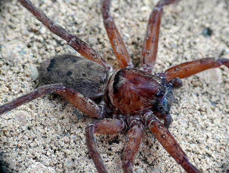 Heteropoda cervina